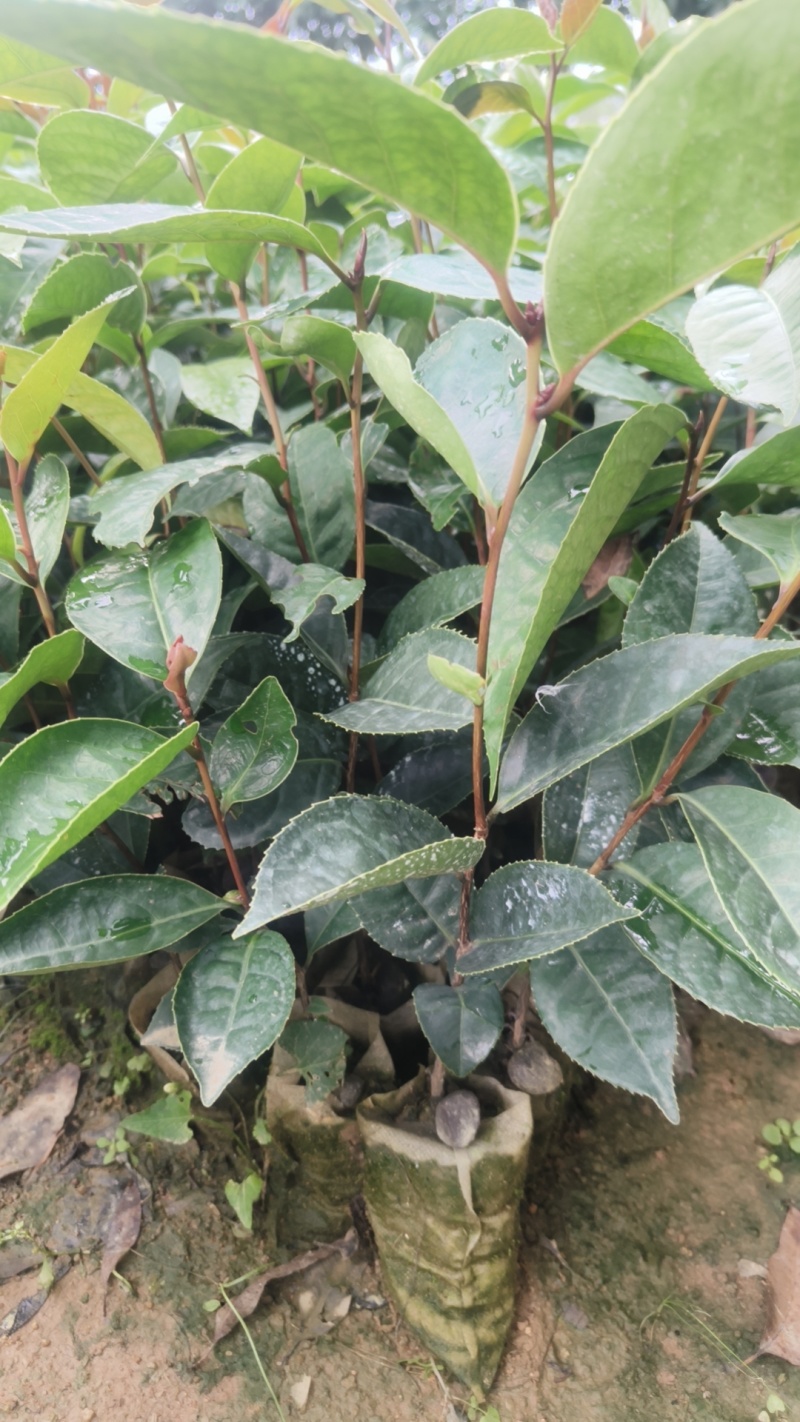红花油茶苗
