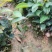 红花油茶苗
