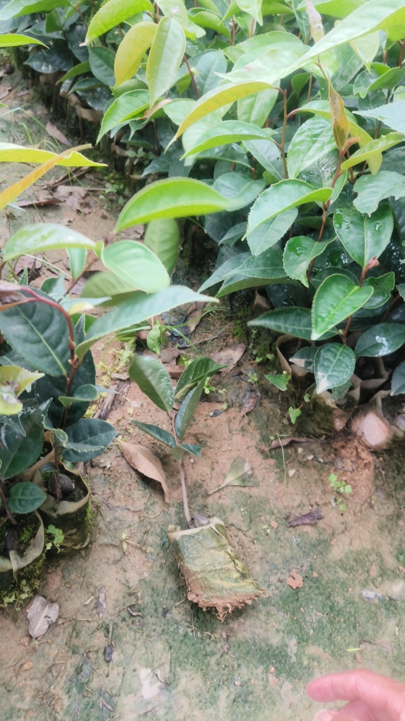 红花油茶苗