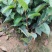 红花油茶苗