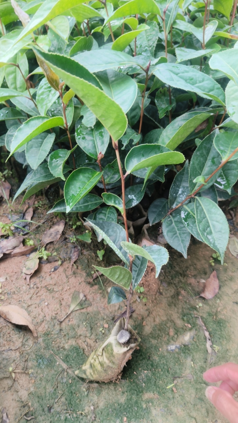 红花油茶苗