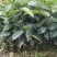 红花油茶苗
