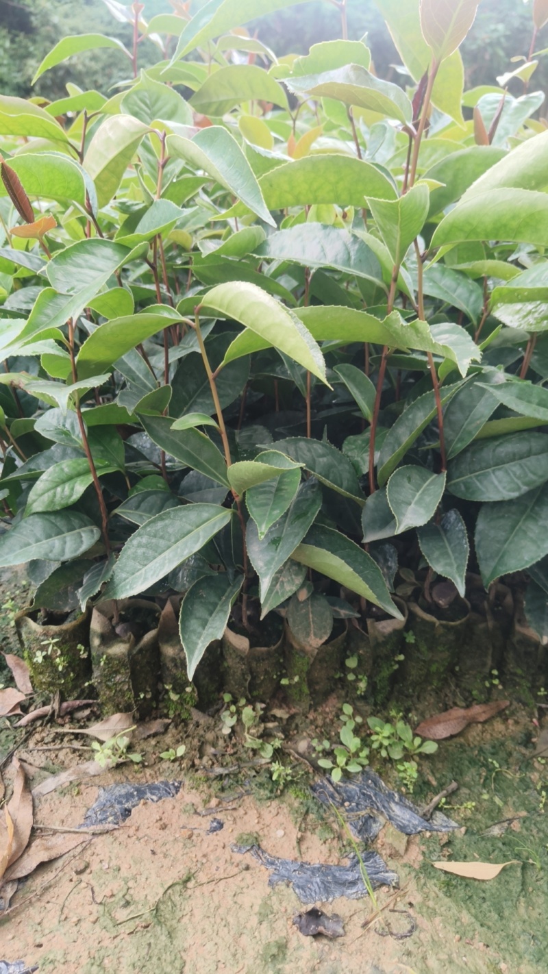 红花油茶苗