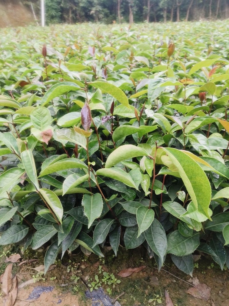 红花油茶苗