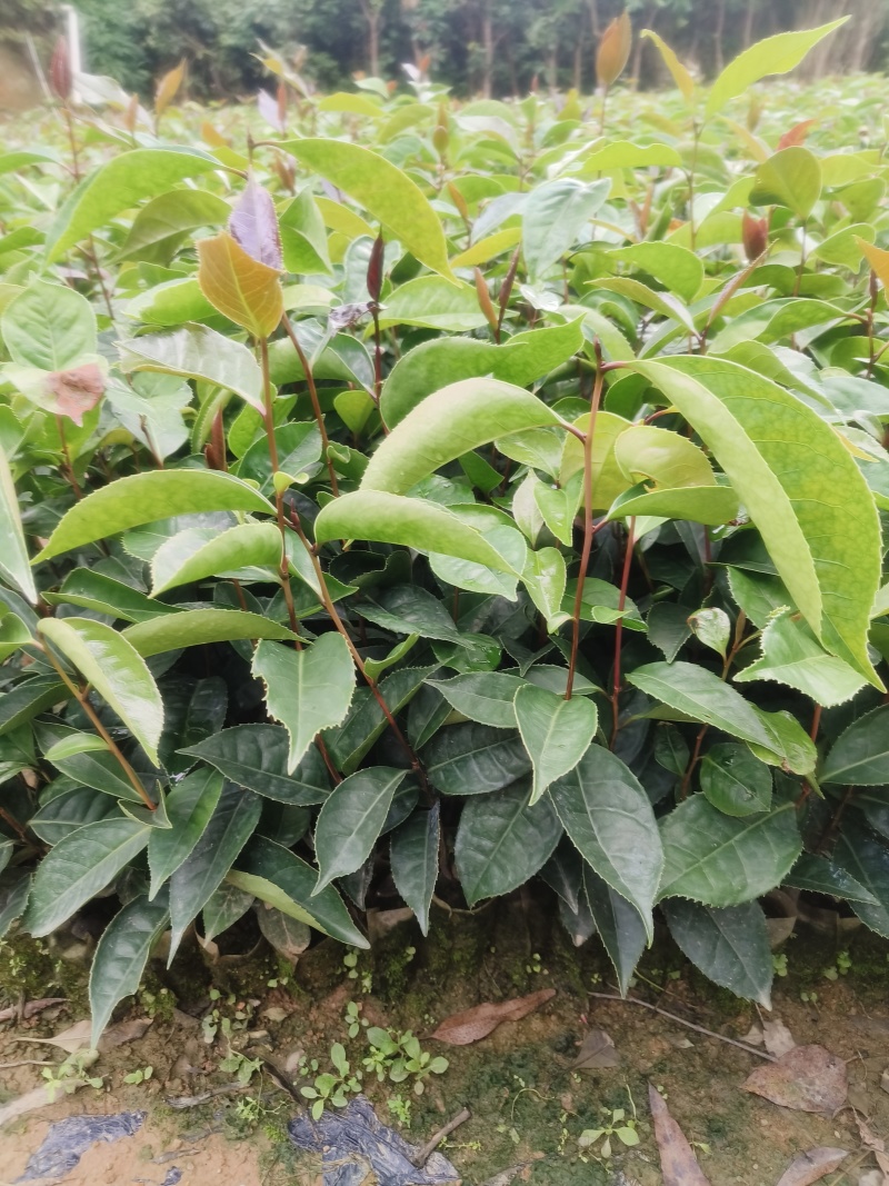 红花油茶苗