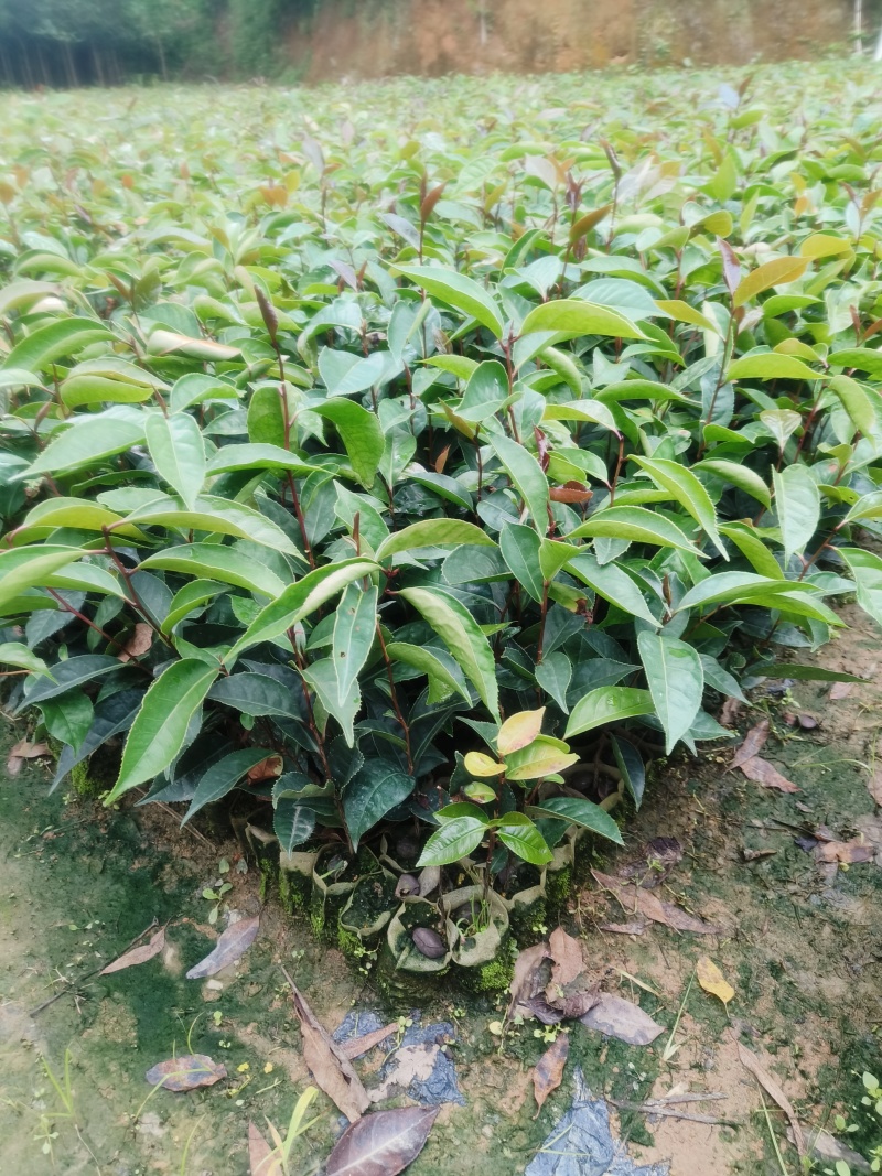 红花油茶苗