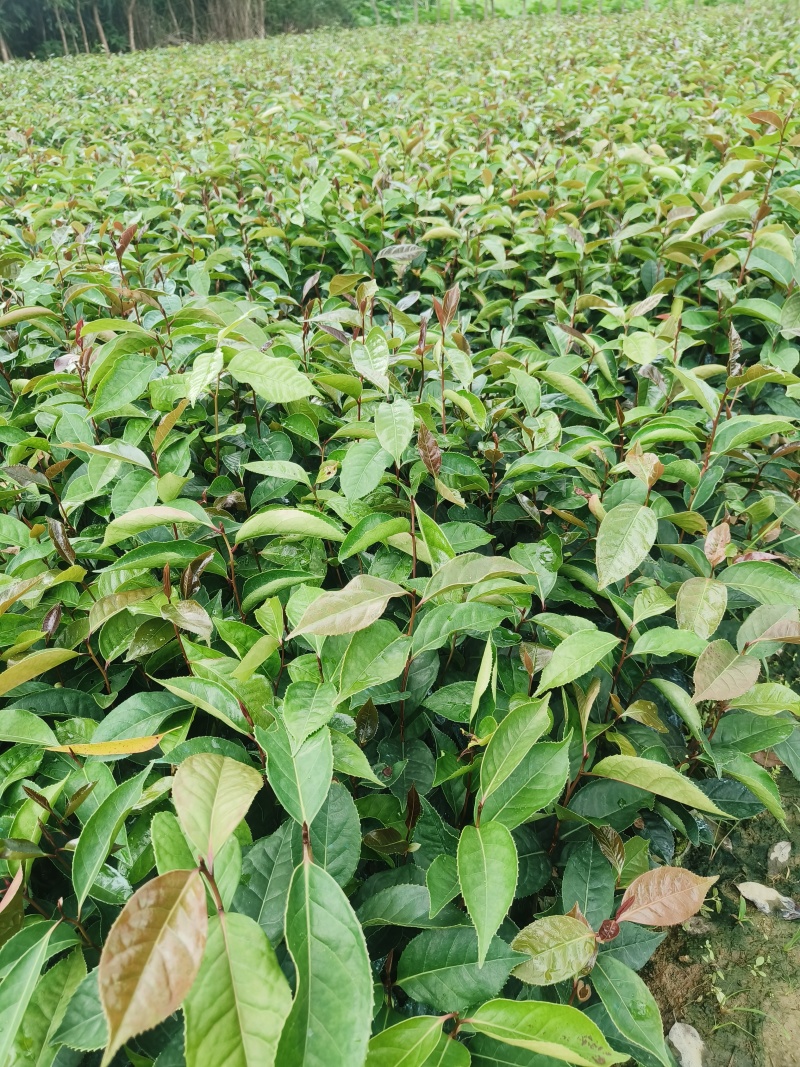 红花油茶苗