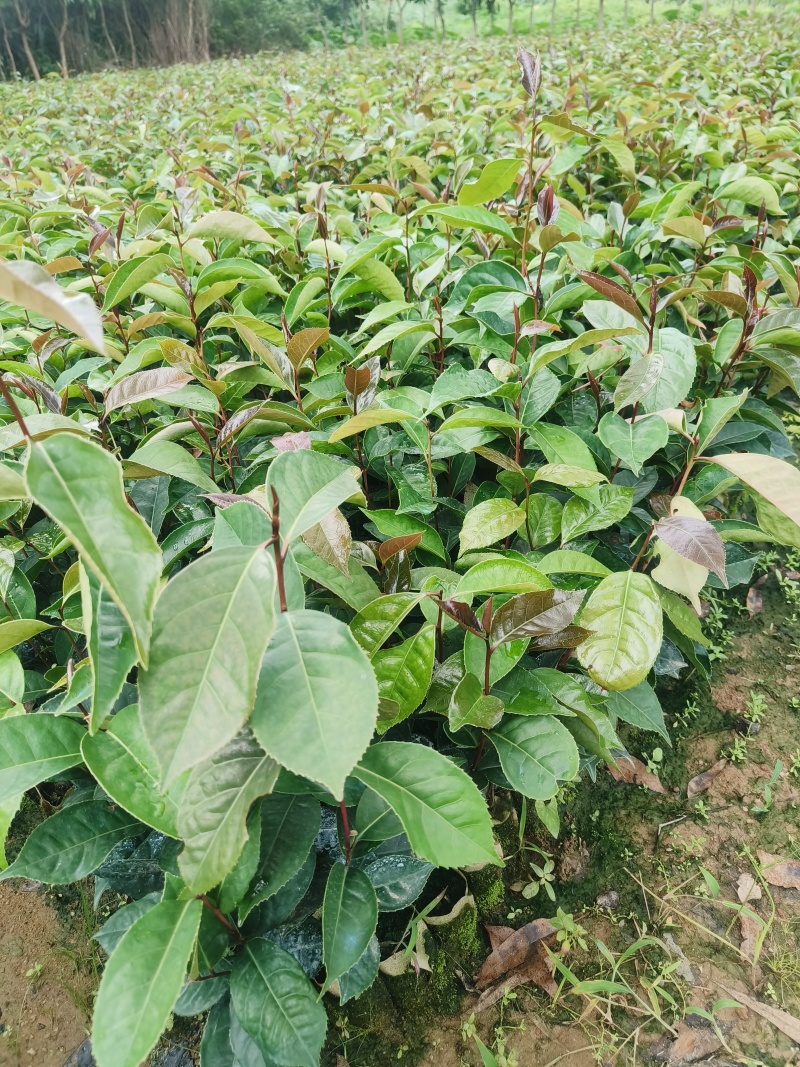 红花油茶苗