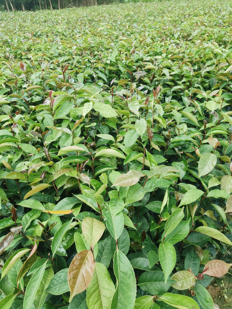 红花油茶苗