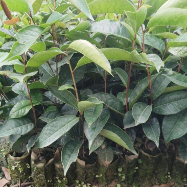 红花油茶苗
