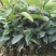 红花油茶苗