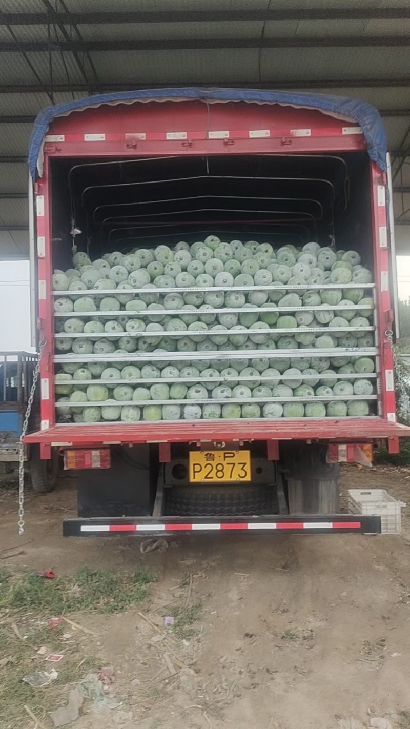 翡翠水果小冬瓜2-4，产地直发，电商，商超，大量提供货源