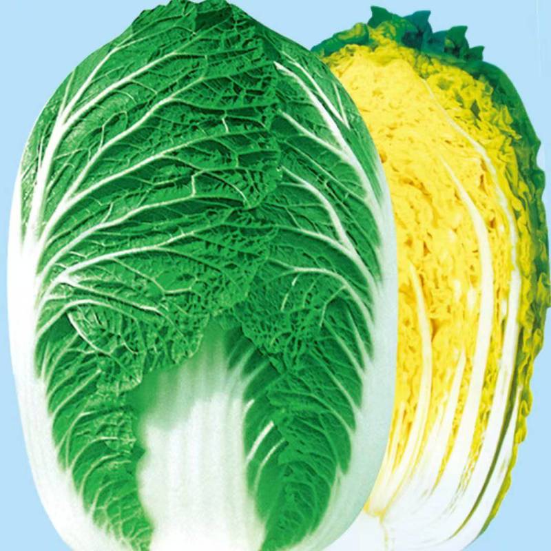 黄心菜山东泰安肥城黄心大白菜大量供应中有需要的联系我
