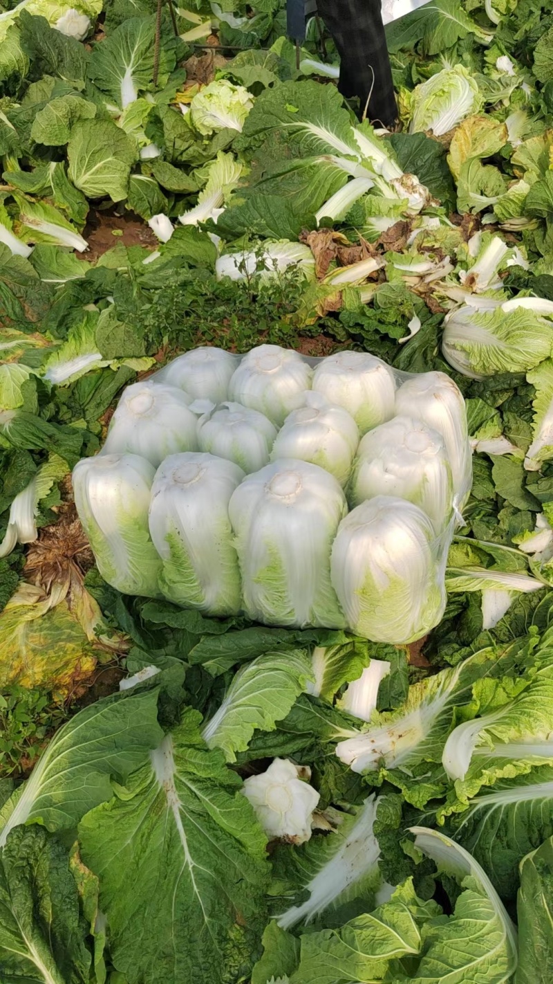 黄心菜山东泰安肥城黄心大白菜大量供应中有需要的联系我