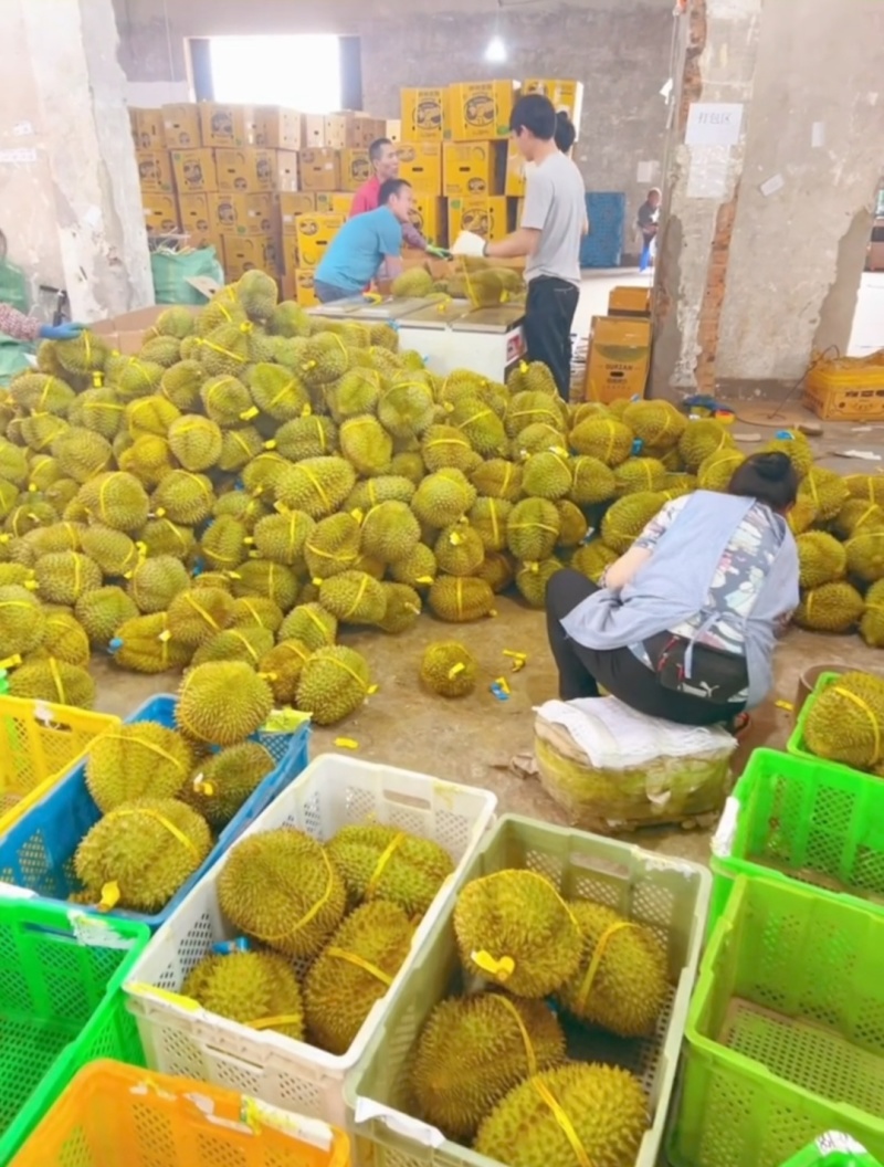 金枕榴莲，种植基地采摘，烂果坏果包售后