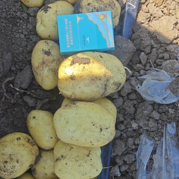 辽宁凌海实验一号土豆大量上市，产地直发保质保量，量大优惠
