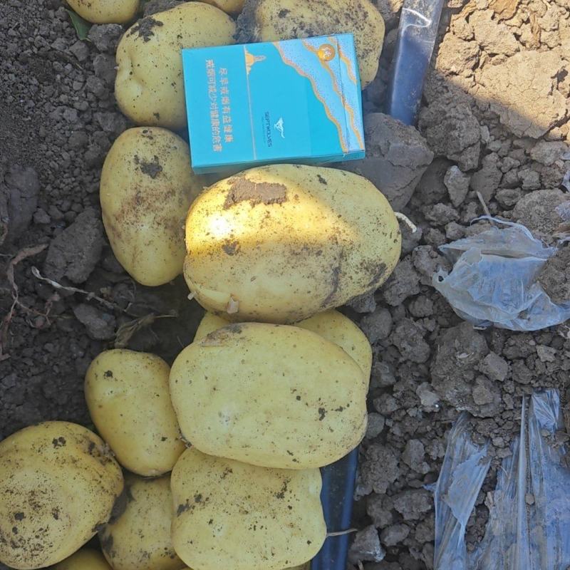 辽宁凌海实验一号土豆大量上市，产地直发保质保量，量大优惠