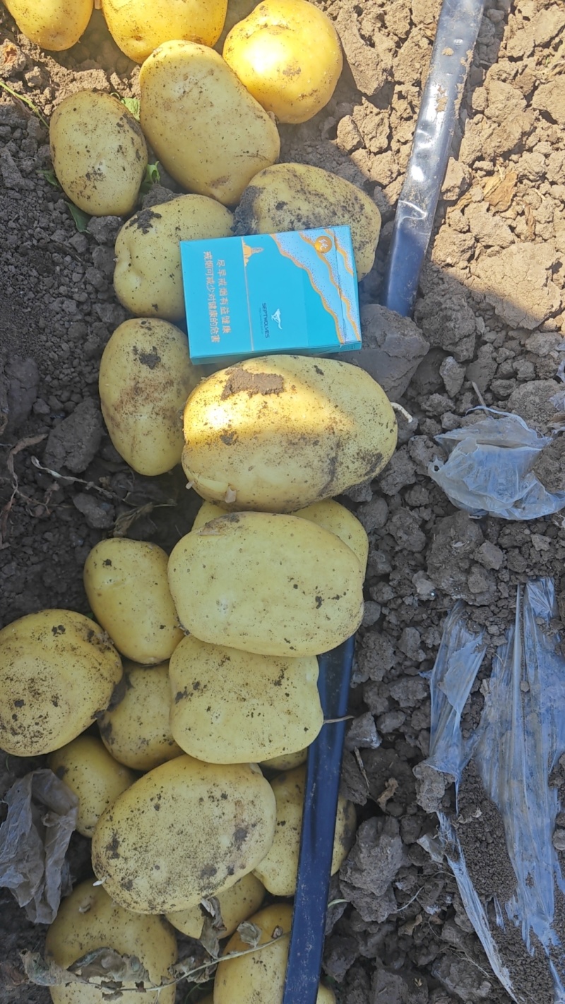 辽宁凌海实验一号土豆大量上市，产地直发保质保量，量大优惠