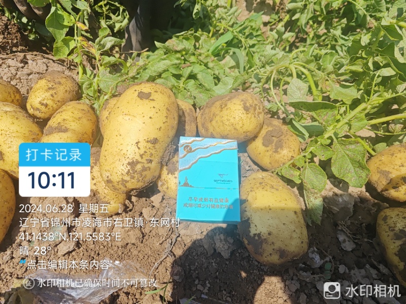辽宁凌海实验一号土豆大量上市，产地直发保质保量，量大优惠