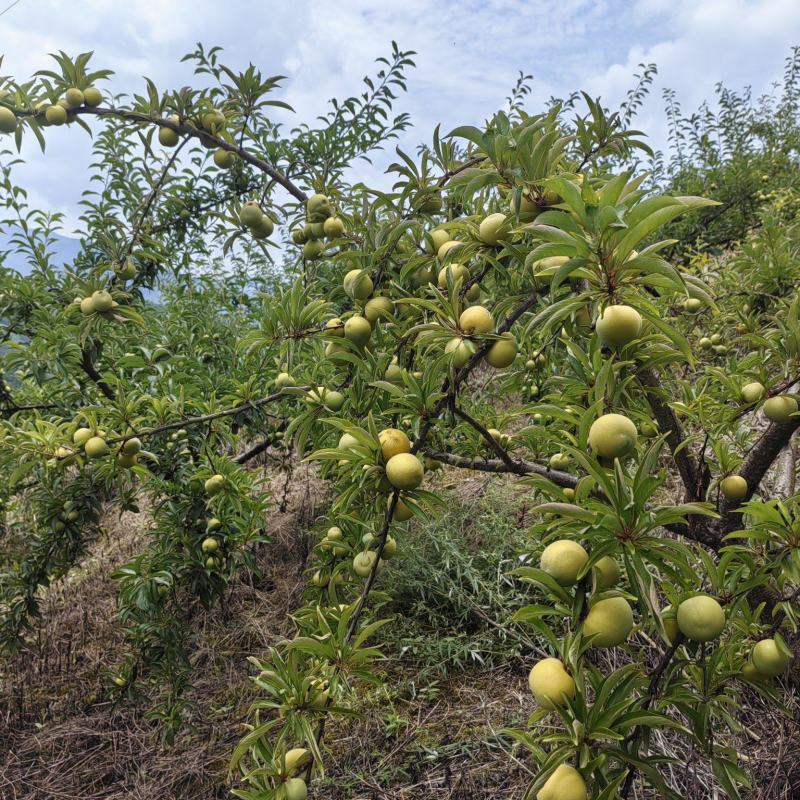 青脆李