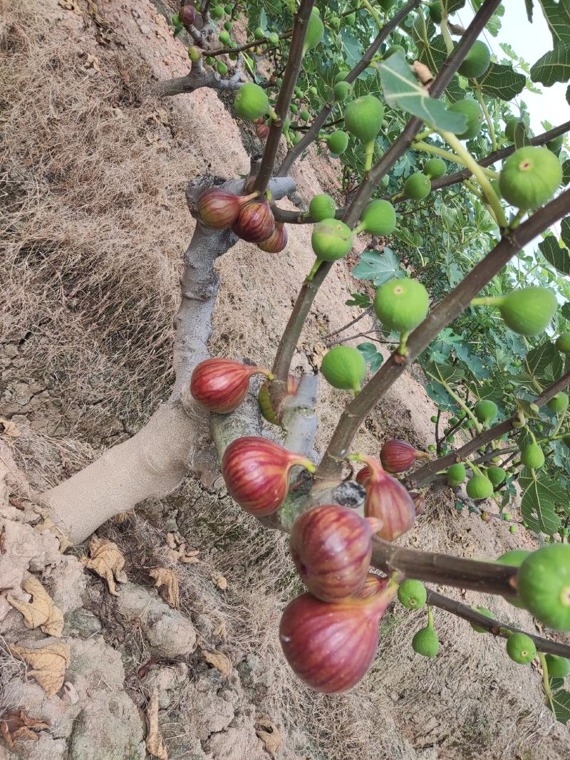 无花果鲜果无花果无花果无花果精品无花果