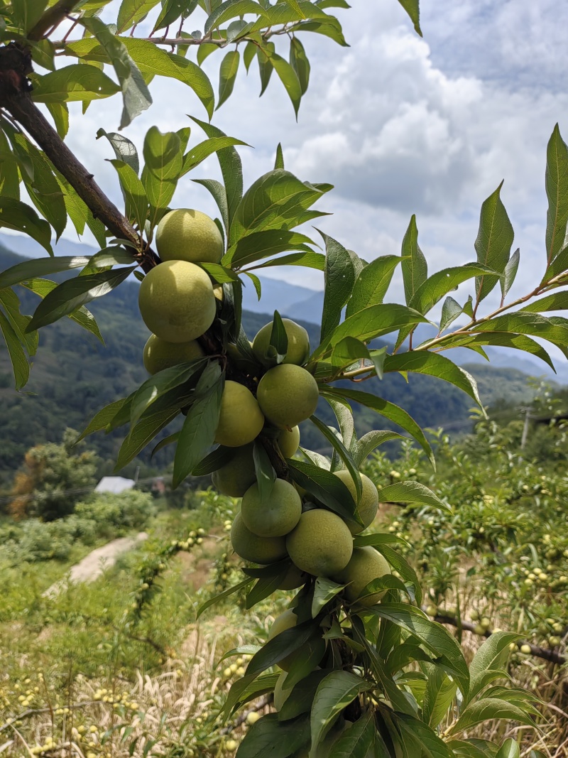 青脆李