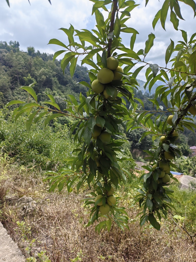 青脆李