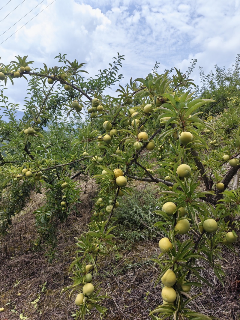 青脆李