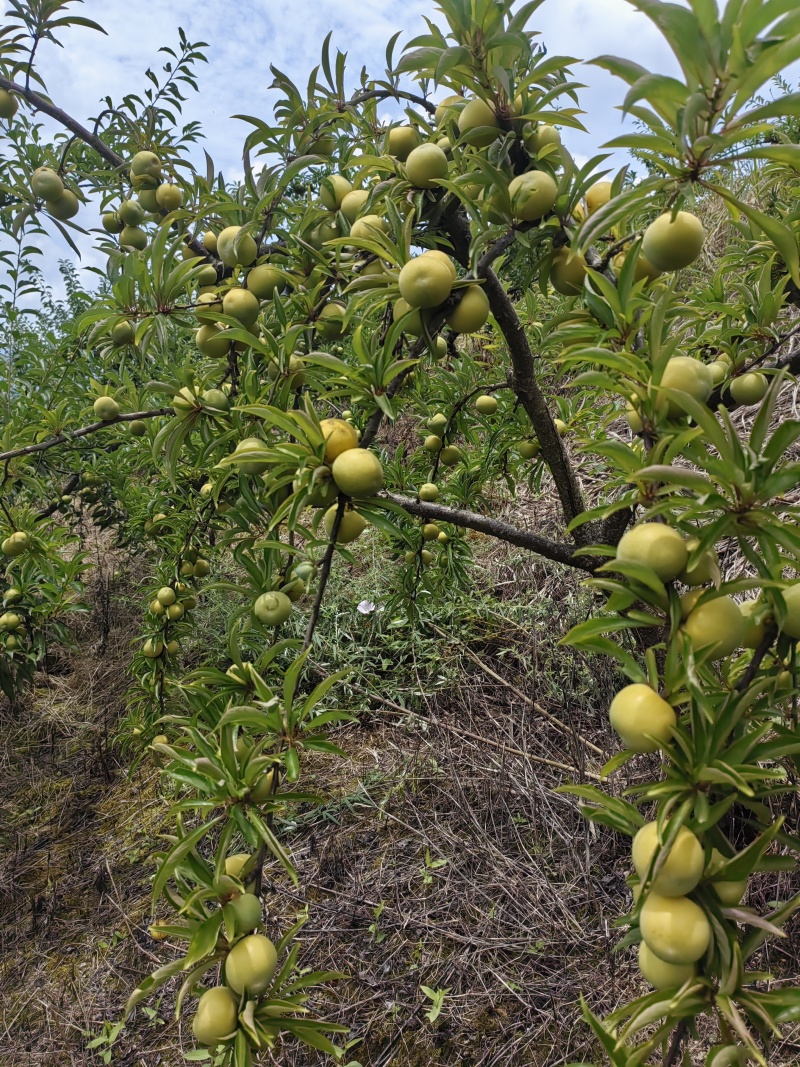 青脆李