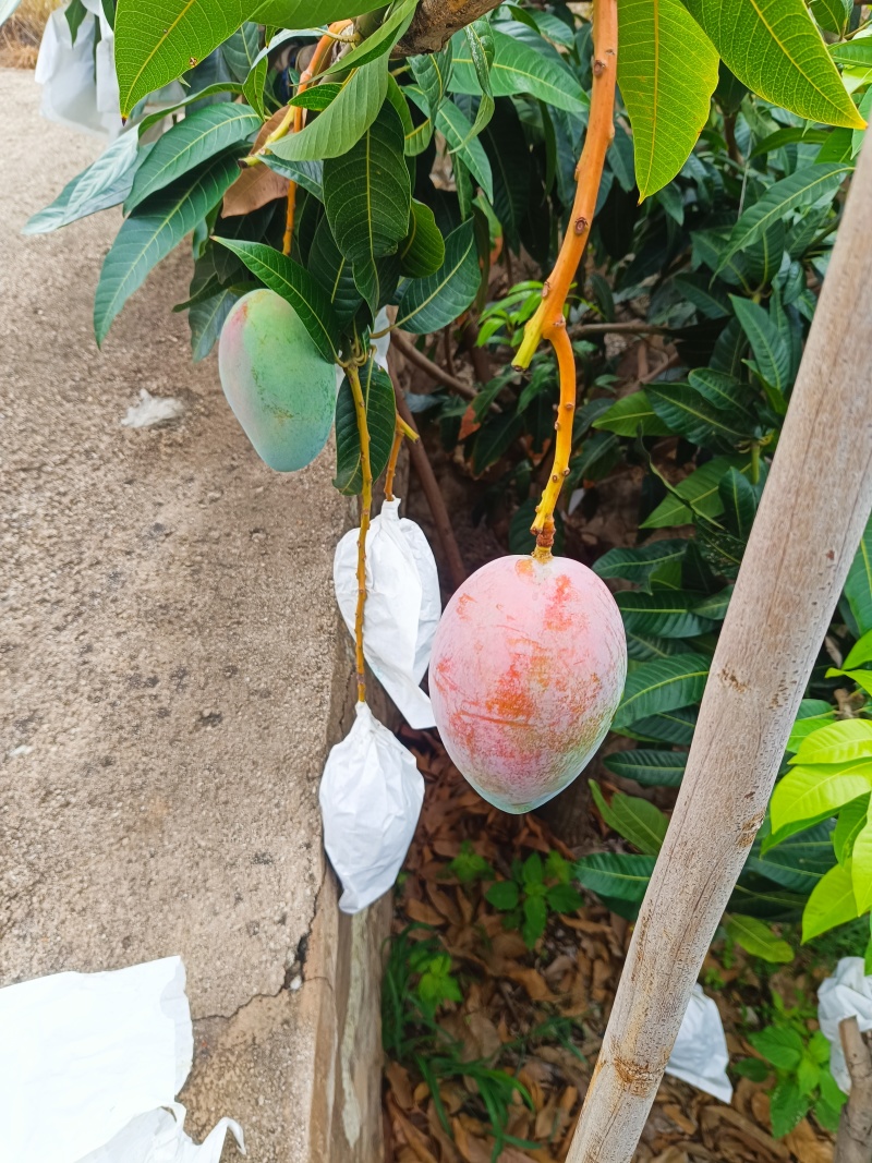 凯特芒果