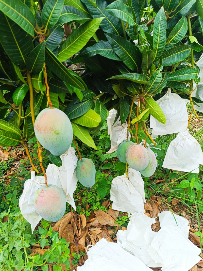 凯特芒果
