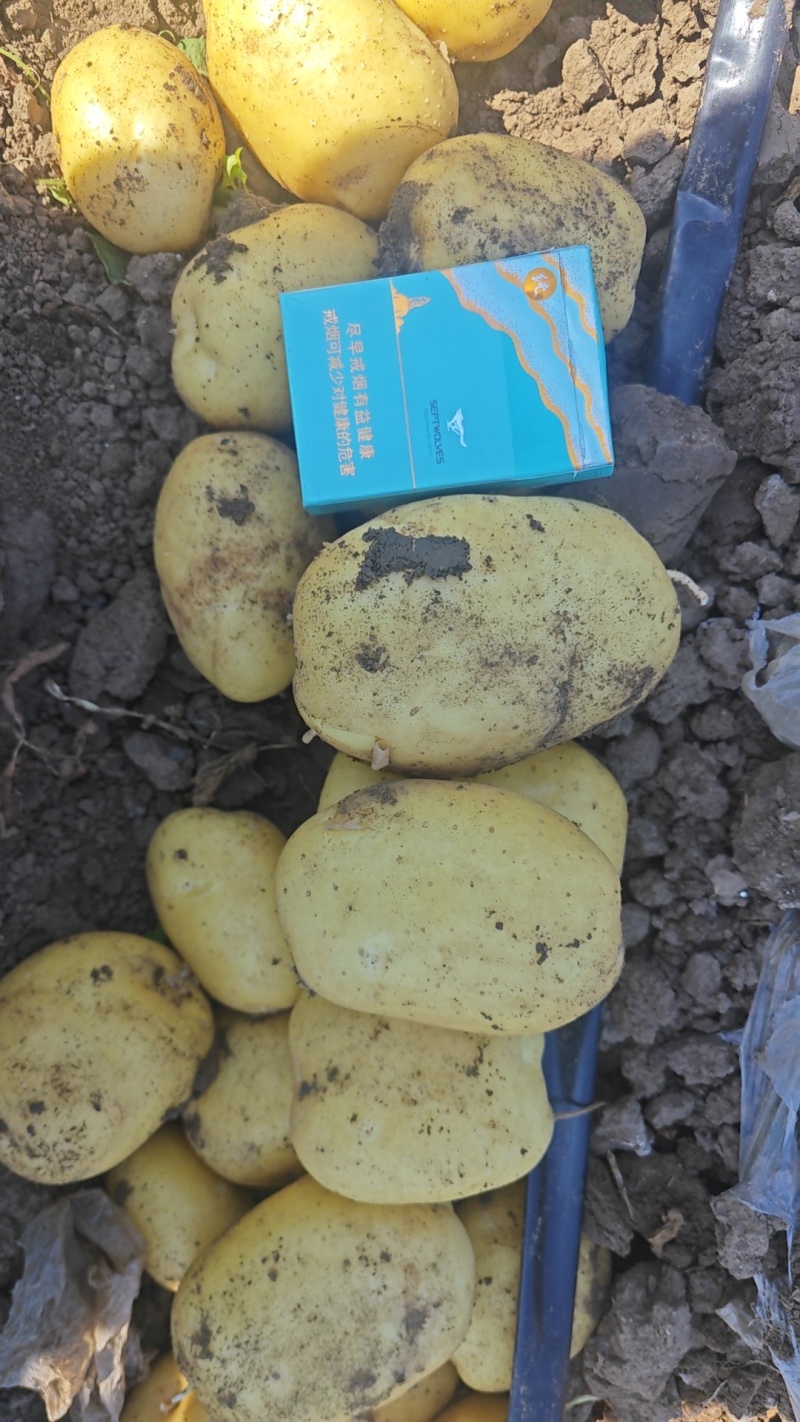辽宁凌海实验一号土豆大量上市，产地直发保质保量，量大优惠