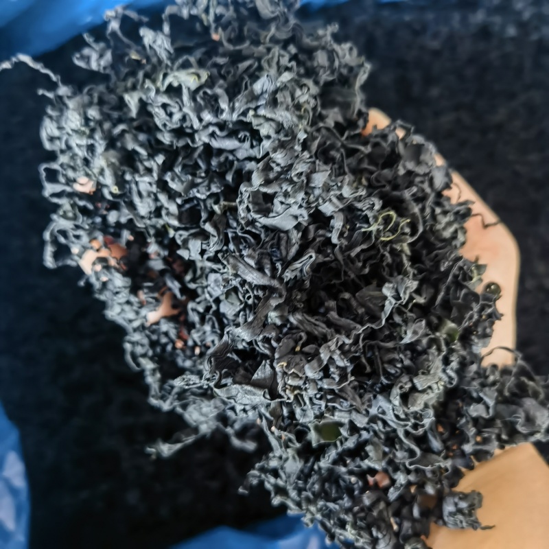 山东日照裙带菜，货量大货品优，欢迎采购