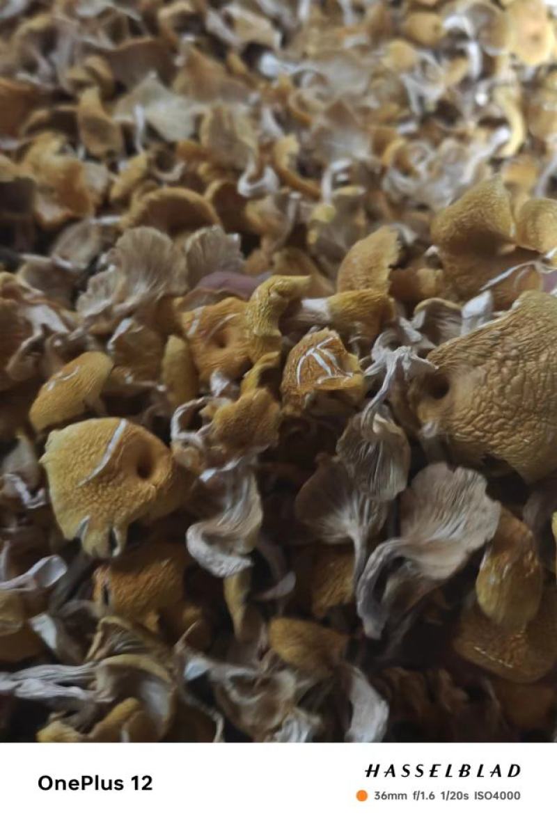 产地直销，东北榆黄蘑干，质量保证剪根单只货量大干净无杂
