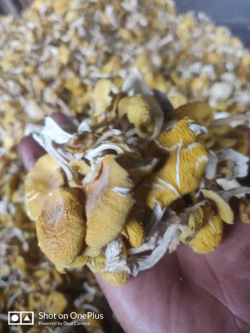 产地直销，东北榆黄蘑干，质量保证剪根单只货量大干净无杂