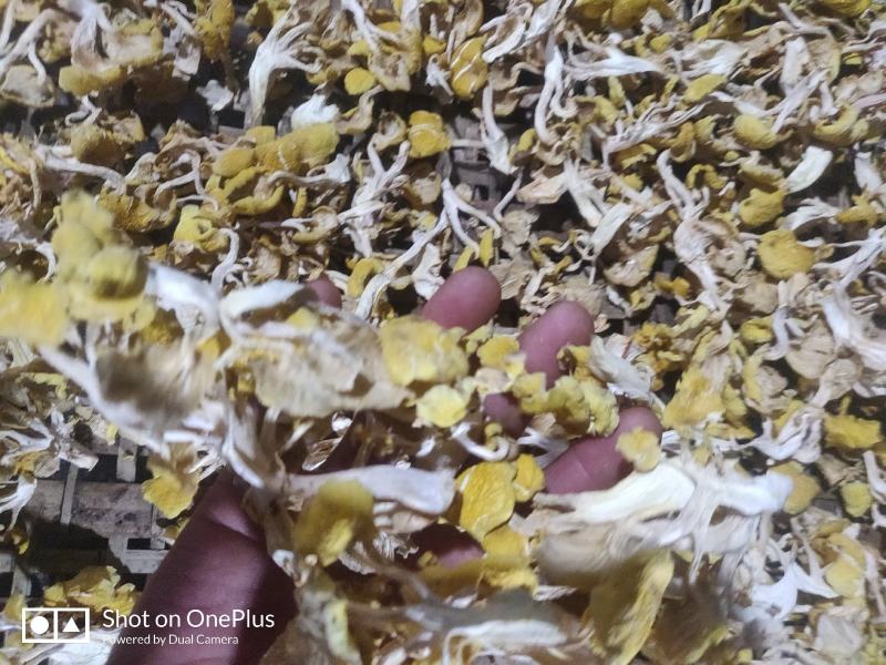 产地直销，东北榆黄蘑干，质量保证剪根单只货量大干净无杂