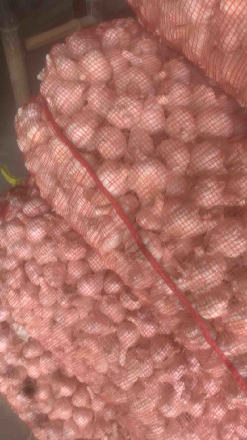 射阳大蒜大通货米料白皮蒜