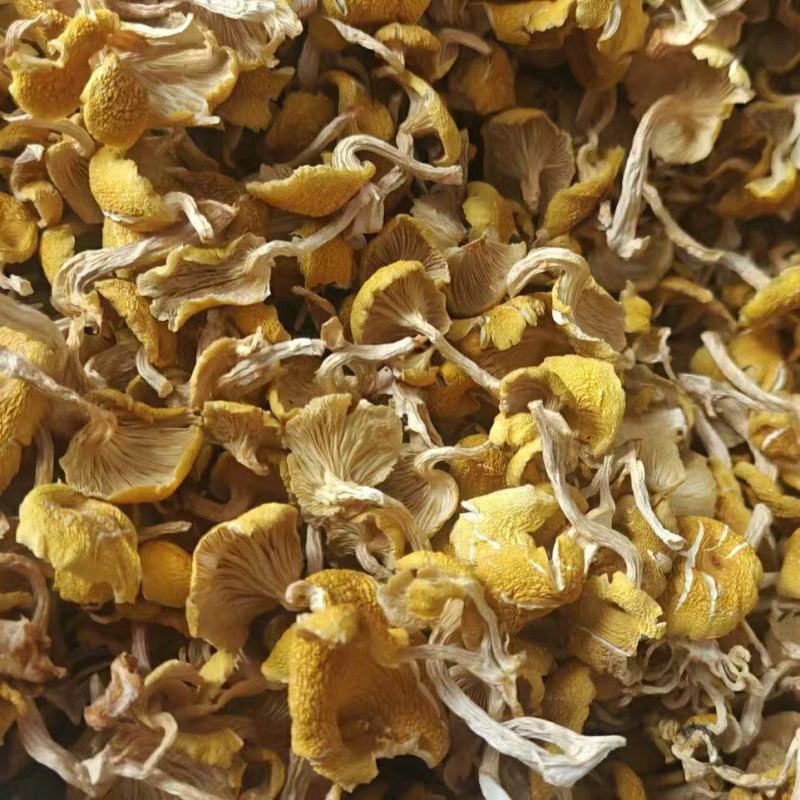 产地直销，东北榆黄蘑干，质量保证剪根单只货量大干净无杂