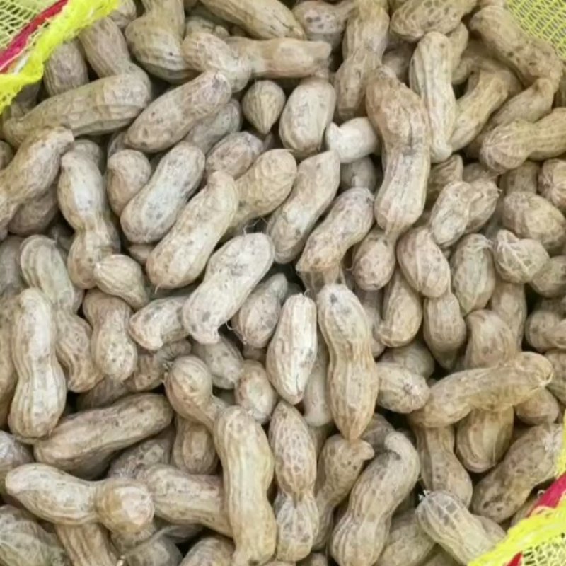 白沙花生精品开封大白沙鲜花生产地直发保质保量发货全国