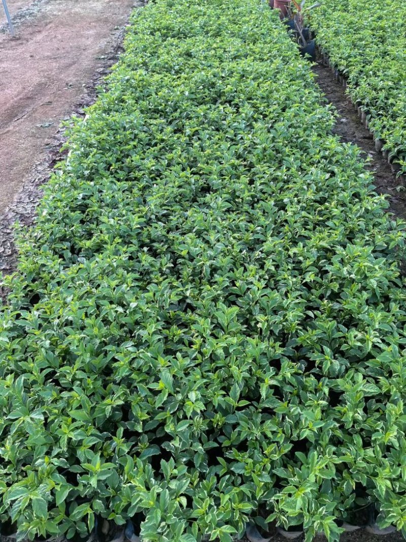 花叶假连翘小杯中杯基地直销质量优质欢迎老板来电咨询