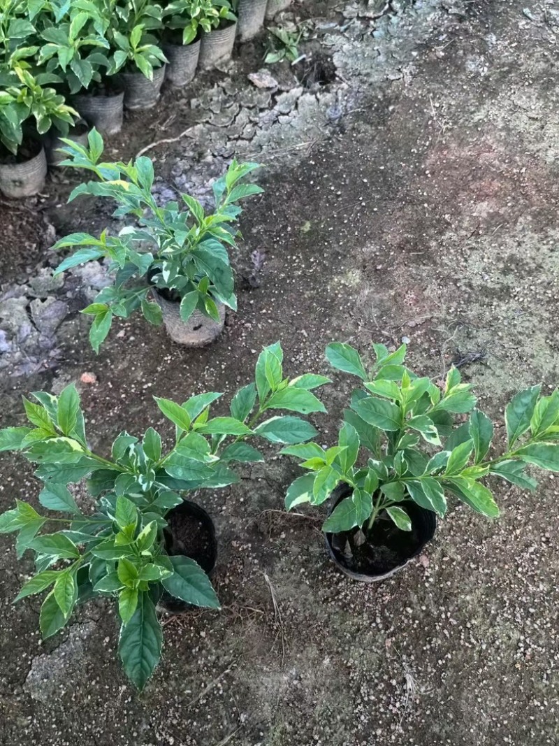 花叶假连翘小杯中杯基地直销质量优质欢迎老板来电咨询