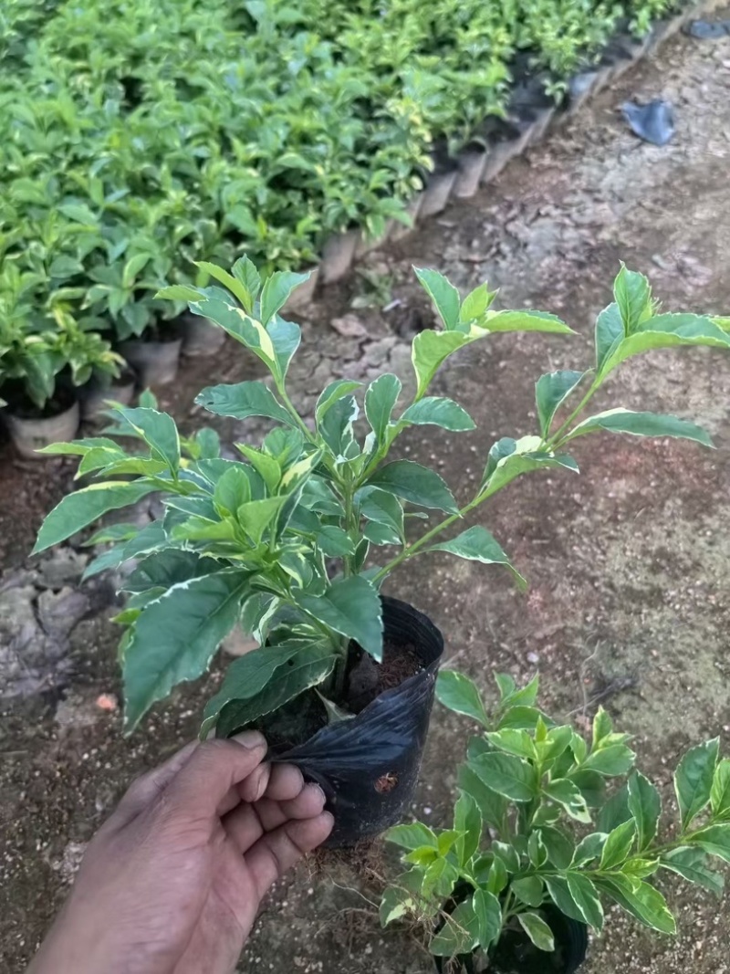 花叶假连翘小杯中杯基地直销质量优质欢迎老板来电咨询