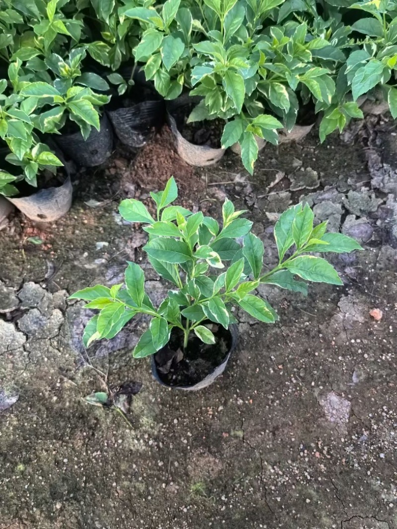 花叶假连翘小杯中杯基地直销质量优质欢迎老板来电咨询