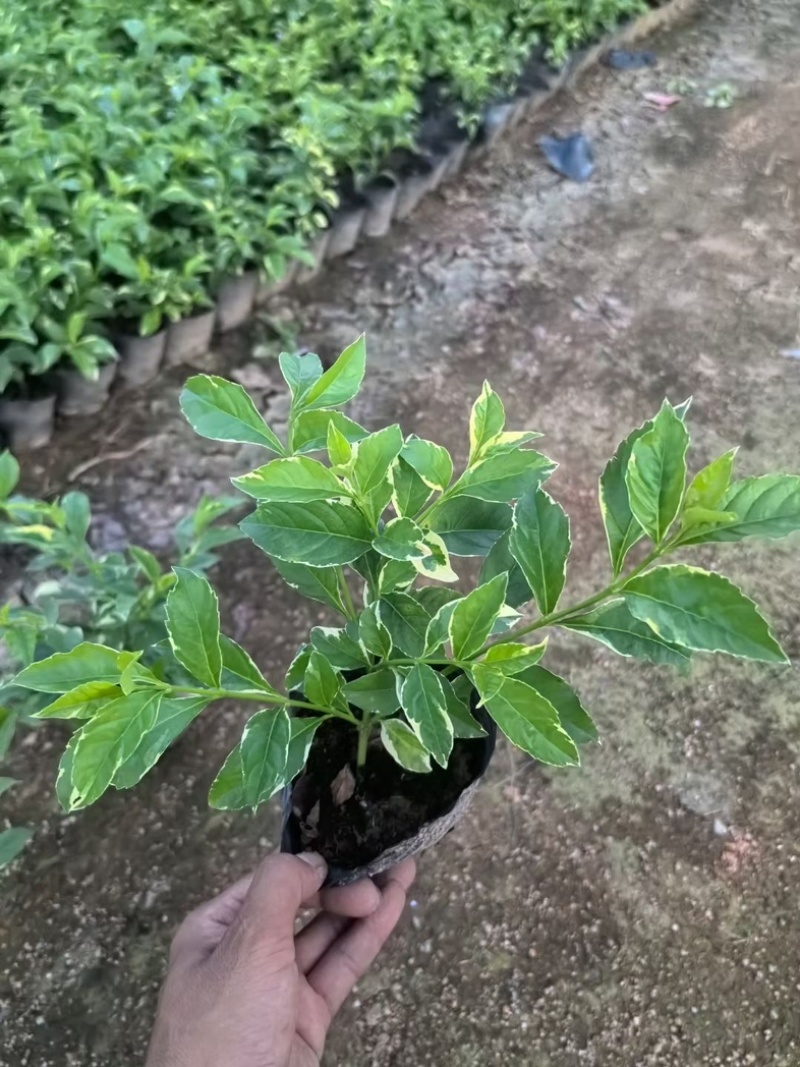 花叶假连翘小杯中杯基地直销质量优质欢迎老板来电咨询