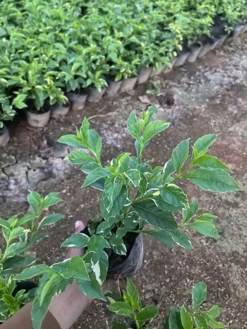 花叶假连翘小杯中杯基地直销质量优质欢迎老板来电咨询