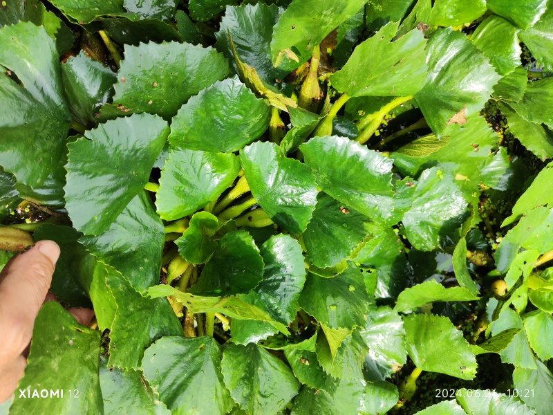 精品清水菱角，湖北优质菱角源产地，货源充足，保质保量。