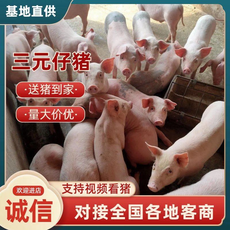 仔猪三元仔猪，自繁自养自家猪场检疫齐全，保送到家。
