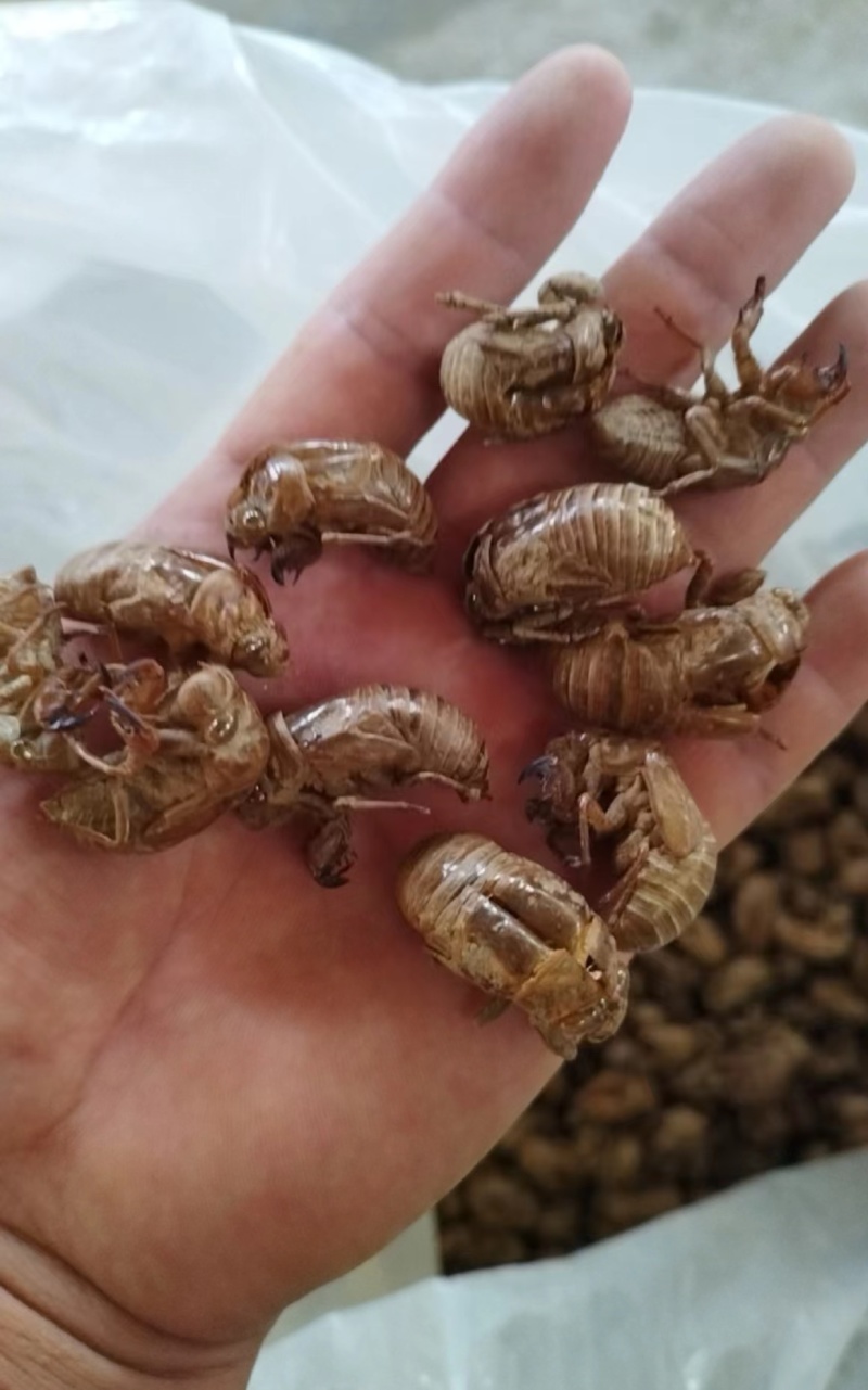 蝉蜕24小时在线服务随时有货厂家直销正品保障