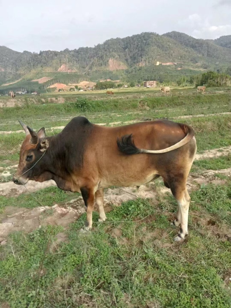 云南本土黄牛肉