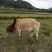 云南本土黄牛肉